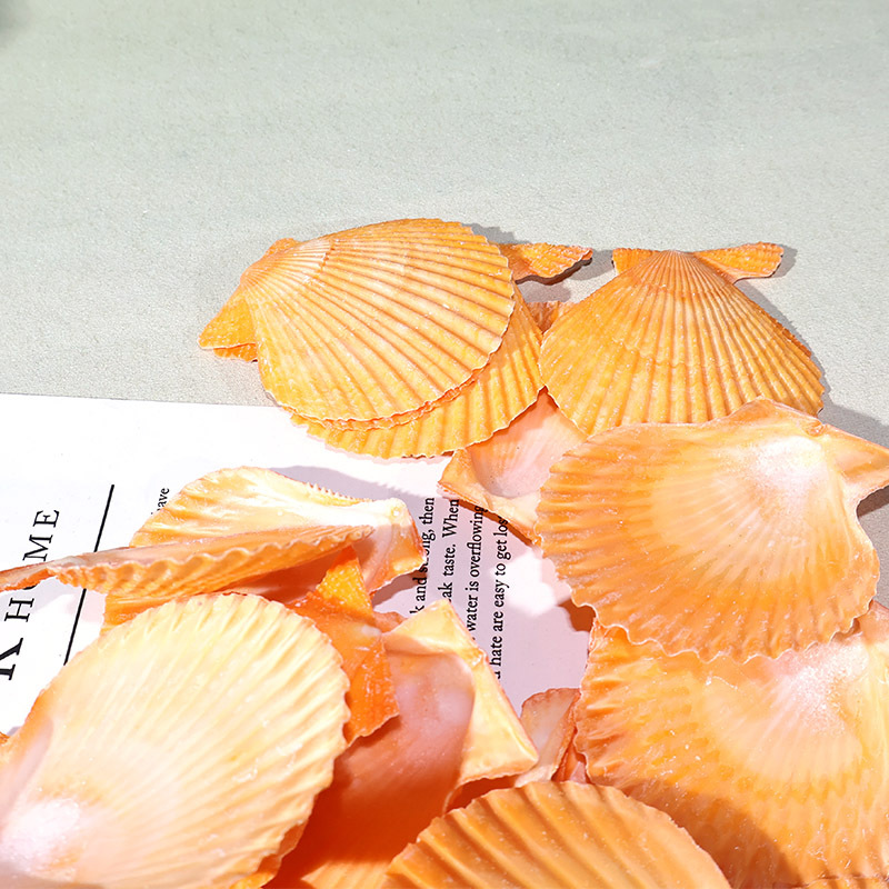 Best Yellow scallop shell fish - Marine Fish Tank recension och pris