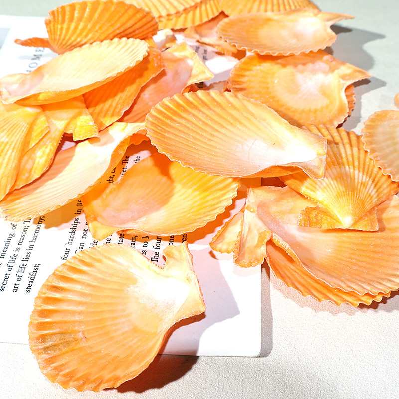 Best Yellow scallop shell fish - Marine Fish Tank recension och pris