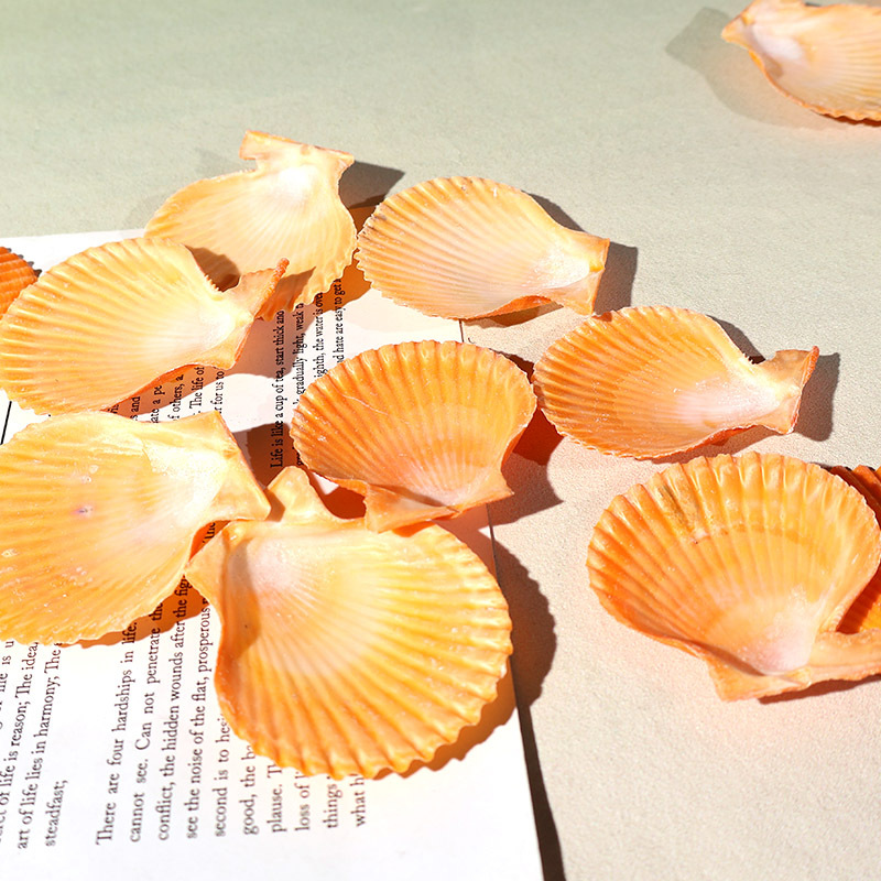 Best Yellow scallop shell fish - Marine Fish Tank recension och pris